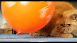 Смешной кот Пончик и воздушный шарик.