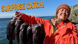 Summer WA Jetty Fishing Rockfish and Lingcod - (SURPRISE CATCH! + Catch and Cook!) SO MANY FISH!