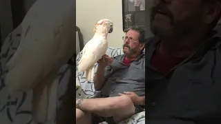 Mander goes wild.  Big Crazy Cute Cockatoo!