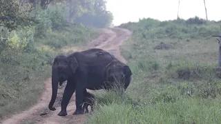 Two female Elephants - parent and a female  care for day old baby in the wild. Baby breast feeds.