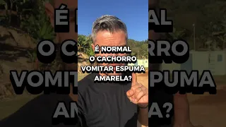 O QUE FAZER QUANDO CACHORRO VOMITA AMARELO E ESPUMA VERDE DAR REMEDIO PARA O CÃO PARAR DE VOMITAR