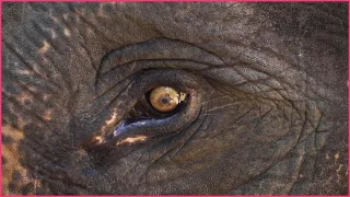Funniest Animals 2024 😜 Elephant Animals 😜 ANIMAUX 😍🐶 Part 41