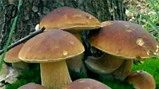 Spruce and beech autumn white mushrooms in the Carpathians (2020) Boletus edulis in the beech fore