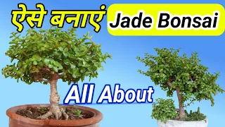 Bonsai Tree For Beginners ' Jade Plant Care Bonsai Ideas Bonsai Tree