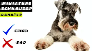 Miniature Schnauzer Pros And Cons | The Good And The Bad.