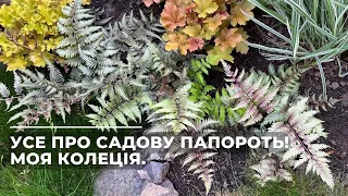 Усе про садову ПАПОРОТЬ! Моя колеція.