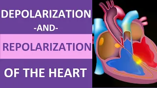 Depolarization and Repolarization of Heart: Action Potential (Atrial & Ventricular) Animation