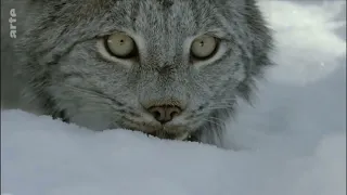 Luchs beim Jagen in Kanada - Lynx hunting in Canada  - in German/Deutsch - Arte tv