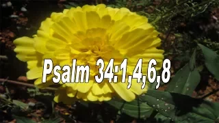Scripture song Psalms 34:1,4,6,8 I will bless the Lord
