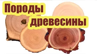 ПОРОДЫ ДРЕВЕСИНЫ ДЛЯ СТРОИТЕЛЬСТВА ДЕРЕВЯННОГО ДОМА