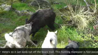 West Siberian Laika (English subtitles)Wild boar hunting in Spain