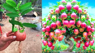 Best Way To Grow Apple Tree From Apple 100% Work / grow Apple tree from apple fruit