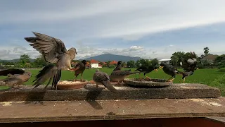 28 August 2023 Daily Views of a Chiang Mai Bird Table and Sky | Chiang Mai Weather Today