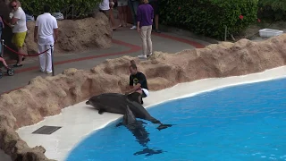 Tenerife Loro Parque Dolphin Show HD June 2018 Part 1