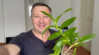 новая орхидея в новом доме на Юге // распаковка и обзор орхидеи