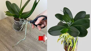 Pay attention to this so that the orchid has plenty of roots and flowers!Revitalize the aerial roots