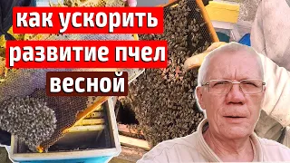 Как быстро стартовать пчел весной на пасеке Ускоренное весеннее развитие пчел