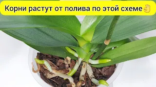 СХЕМА полива орхидей НАРАСТИТЬ КОРНИ орхидеи