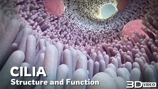 The structure and function of Cilia ? 3D Animation