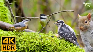 Cat TV for Cats to Watch 😺🍀Cute Birds and Squirrels in the Green Season 🐦8 Hours(4K HDR)