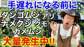 【今すぐやるべき】これからどんどん増える不快害虫対策教えます　　　【カーメン君】【アース製薬】【庭の虫コロリ】【初心者】