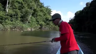 FISH FINDER BOYS WOLF FISH CLASH [ SURINAME ]