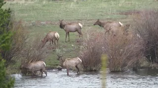 Elk in the lake