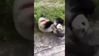 панда в деле