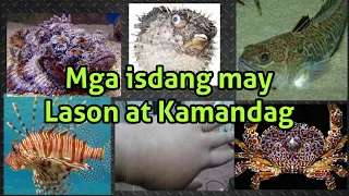 Mga Isdang may Lason at Kamandag | Hapikyut Guard