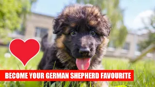 7 ways to become German shepherd favourite person / gsd favourite person