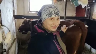 Как правильно кормить корову