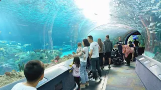 Visit With Us Ripley’s Aquarium of Canada Toronto, Ontario 2023@RipleysAquariumofCanada
