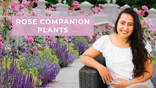 7 Rose Companion Plants For A Healthy And Beautiful Rose Cottage Garden