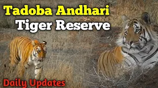 Tadoba Andhari Tiger Reserve || Episode 05 || 21 April 2020 || Jungle Safari