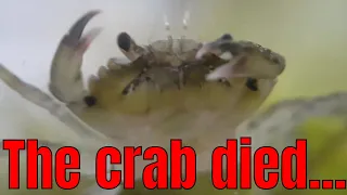 The crab is DEAD..... | Saltwater ecosphere update