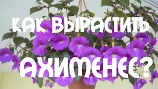 АХИМЕНЕС. СЕКРЕТЫ УХОДА