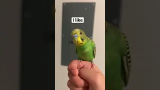 #birb #parrot #meme #budgie #cute #bird