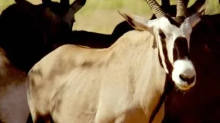 How the Desert Oryx Stops Its Brain From Frying