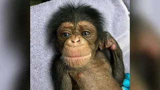 video shows chimpanzee mom holding newborn baby for first time after nearly 2-day separation Kansas