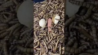 GUSANOS 🆚 HUEVOS CON SALCHICHA 🥚🐛 #insects #timelapse #worms