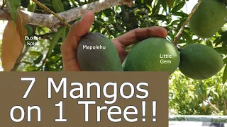 Multi-grafted Mangiferas (Mangos) in May