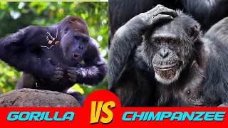 Gorilla vs. Chimpanzee Face-Off! Which Ape Will Win?