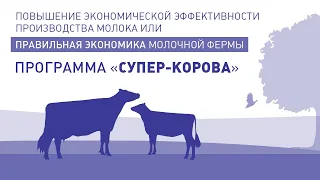 Программа "Супер-Корова": правильная экономика молочной фермы