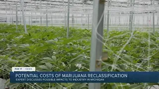 Potential costs of marijuana reclassification