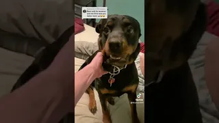 Rottweiler only listens to his commands