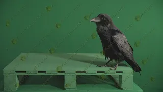 Raven walking on green screen video 50 Real Green Screen Animals Stock Footage shot on Red Camera 5K