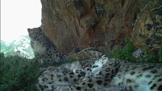 Snuggling Snow Leopards