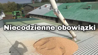 Niecodzienne obowiązki/ rzepak po talerzówce, świnie i wymiana sprzęgła w podajniku kubełkowym.