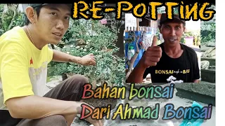 ganti pot bonsai serut