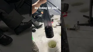 Ice Fishing For Smelt in Minnesota Lake Harvested 400 Smelts Using Small Spoons and Jigs